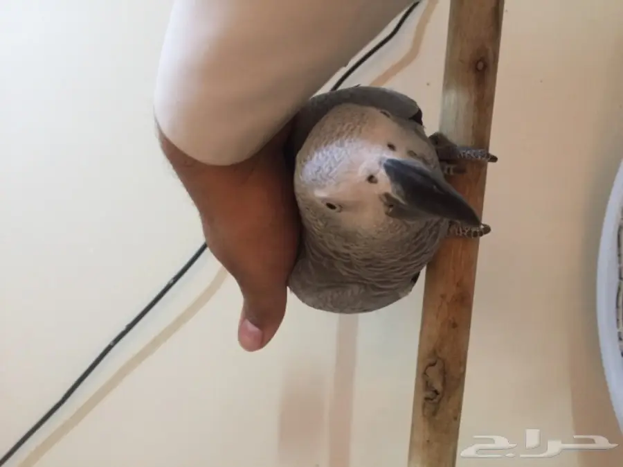 كاسكو هولندي متكلم واليف (image 1)