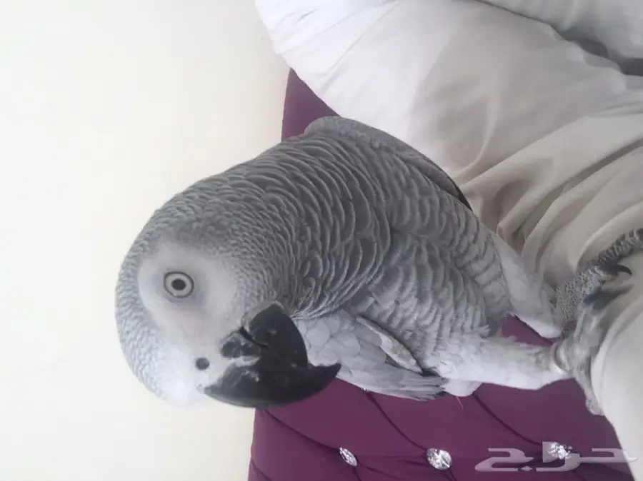 كاسكو هولندي متكلم واليف (image 2)