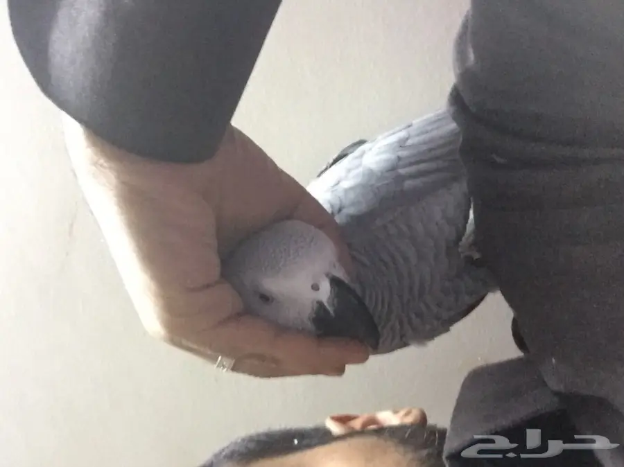 كاسكو هولندي متكلم واليف (image 3)