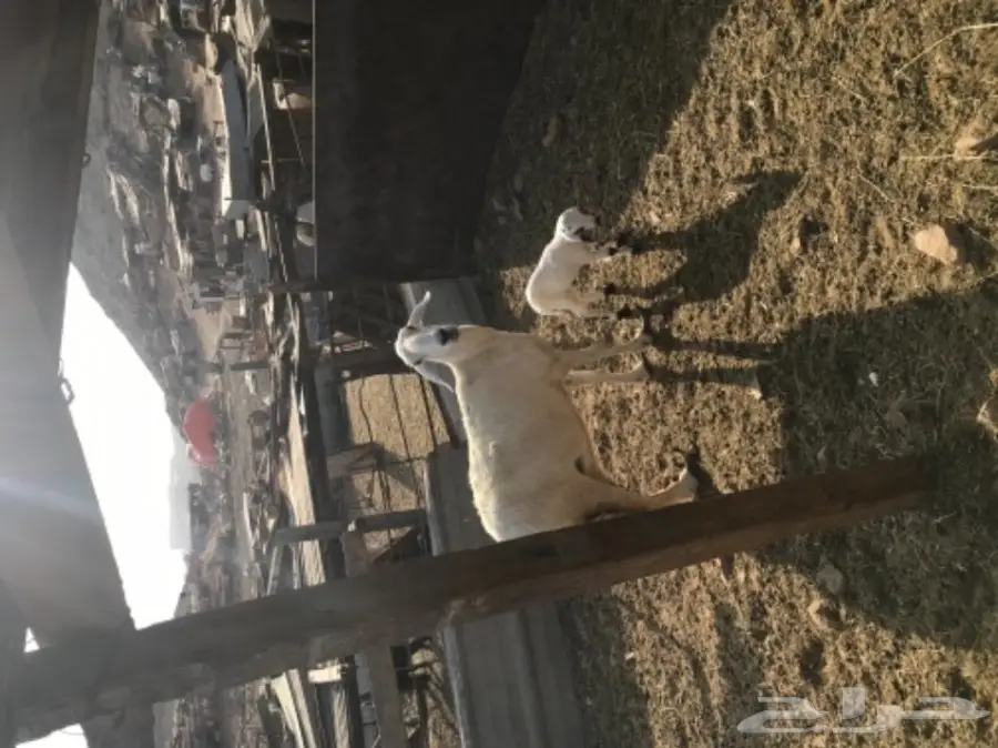 نعجه تحتها طلي 