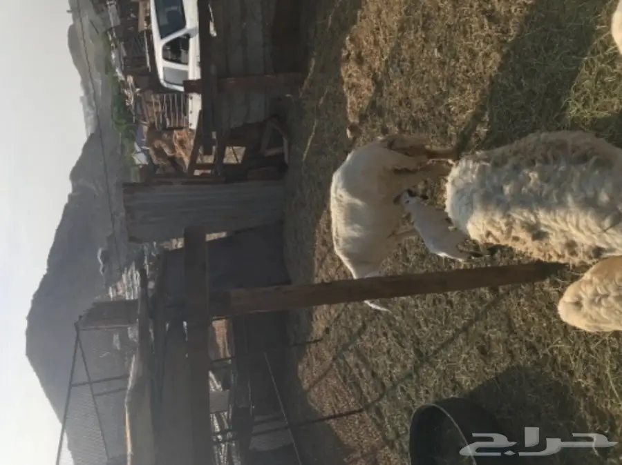 نعجه تحتها طلي  (image 1)