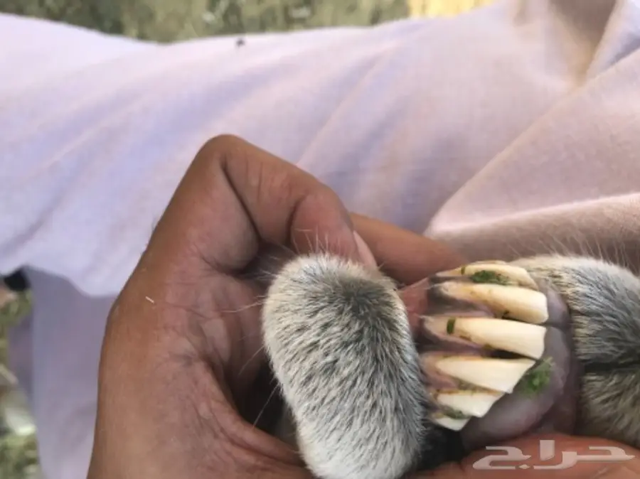 نعجه تحتها طلي  (image 2)