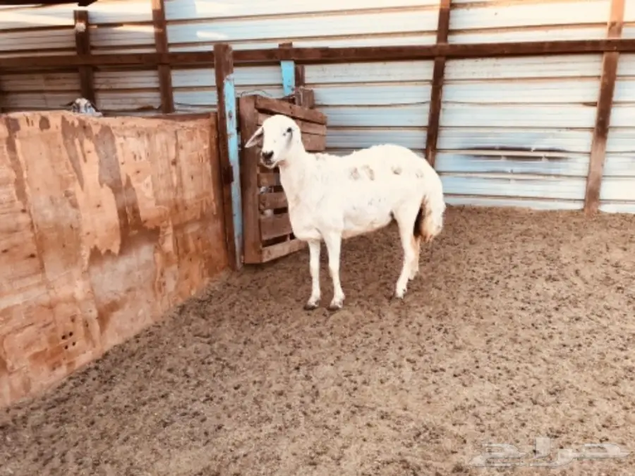 نعجه حايل (image 1)