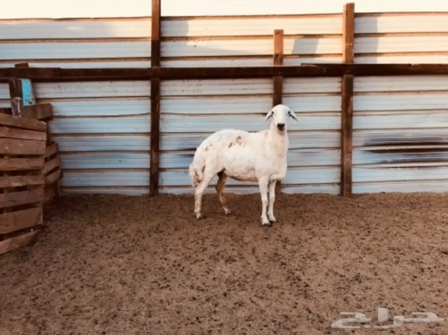 نعجه حايل (image 2)