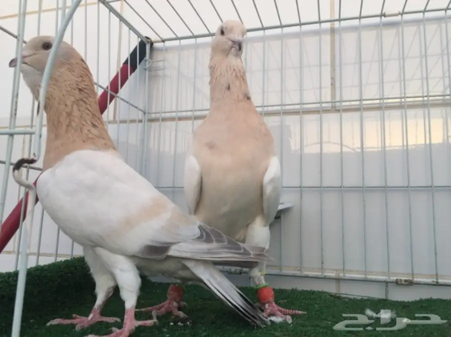 جوز ريحاني TOO