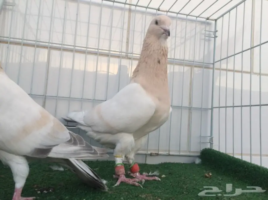 جوز ريحاني TOO (image 1)