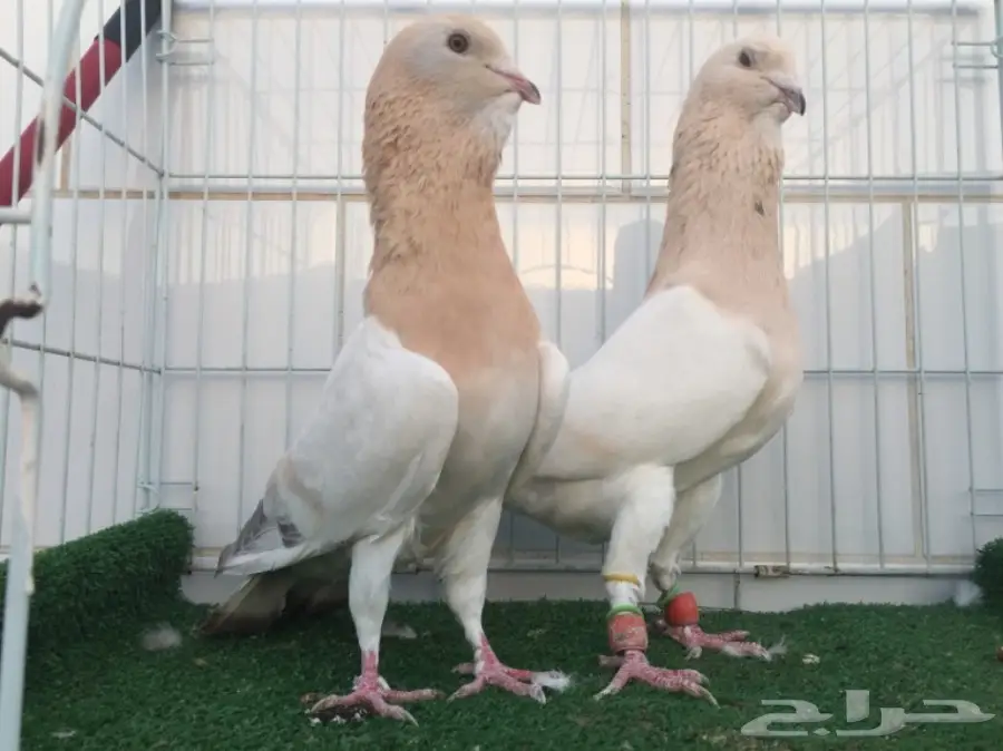 جوز ريحاني TOO (image 2)