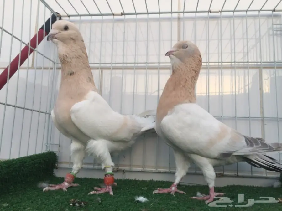 جوز ريحاني TOO (image 3)