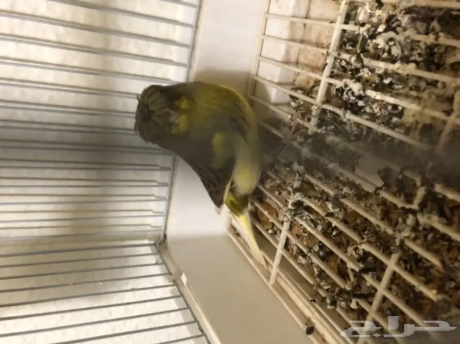 جوز كناري جوليستر جاهز  (image 1)