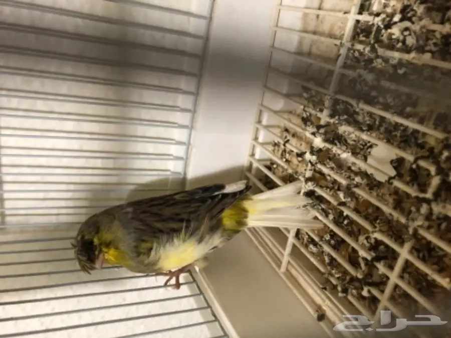 جوز كناري جوليستر جاهز  (image 2)