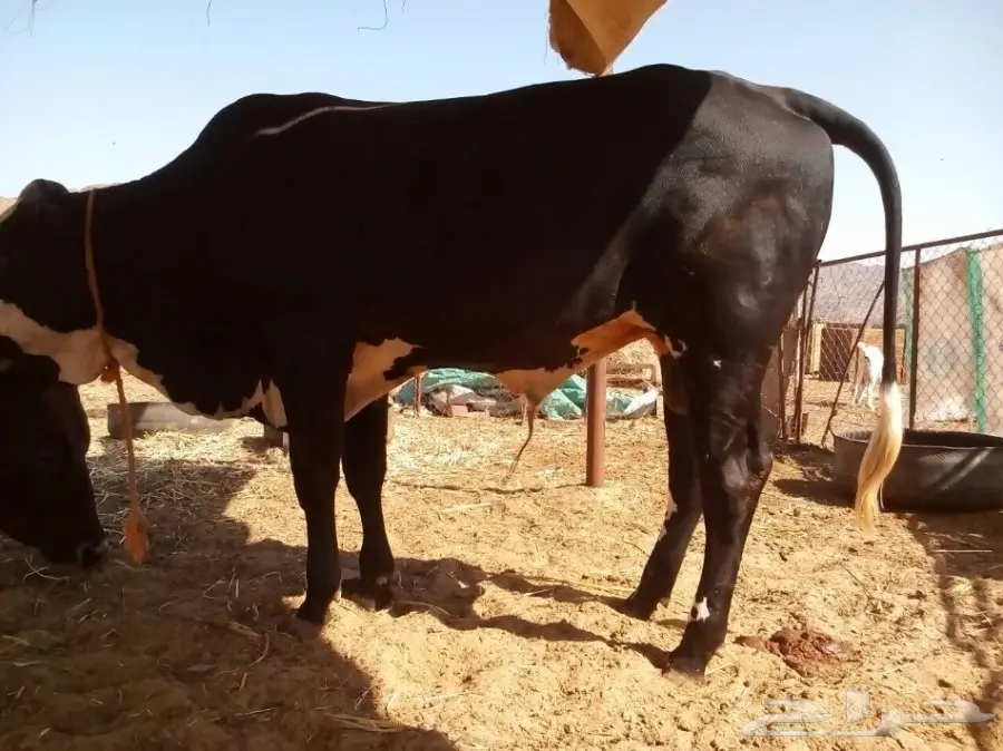 للبيع حسيل جرسي الموقع المخواه