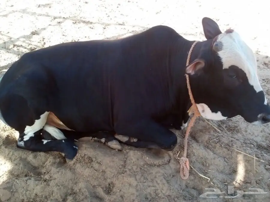 للبيع حسيل جرسي الموقع المخواه (image 2)