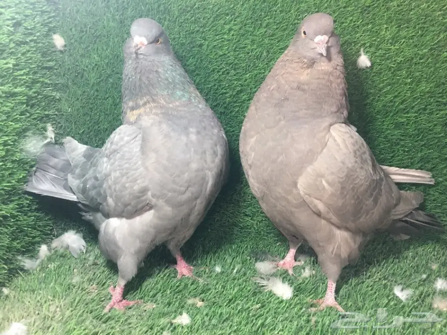 للبيع زوج كنق 