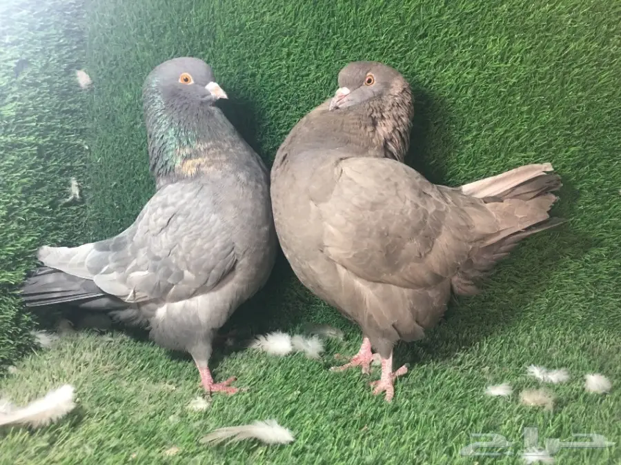 جوز كنق جامبو - القصيم الخبراء (image 1)