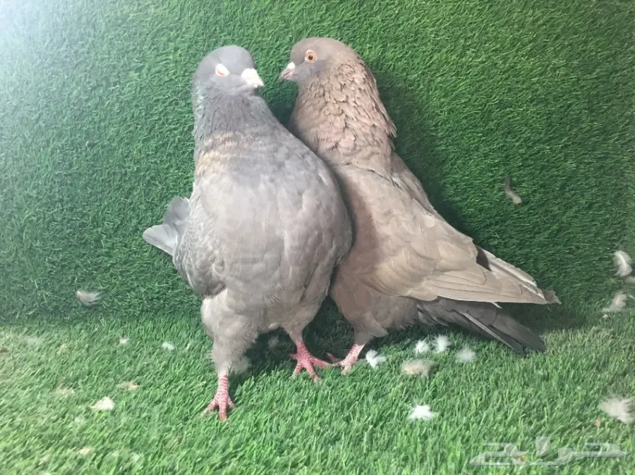 جوز كنق جامبو - القصيم الخبراء (image 2)