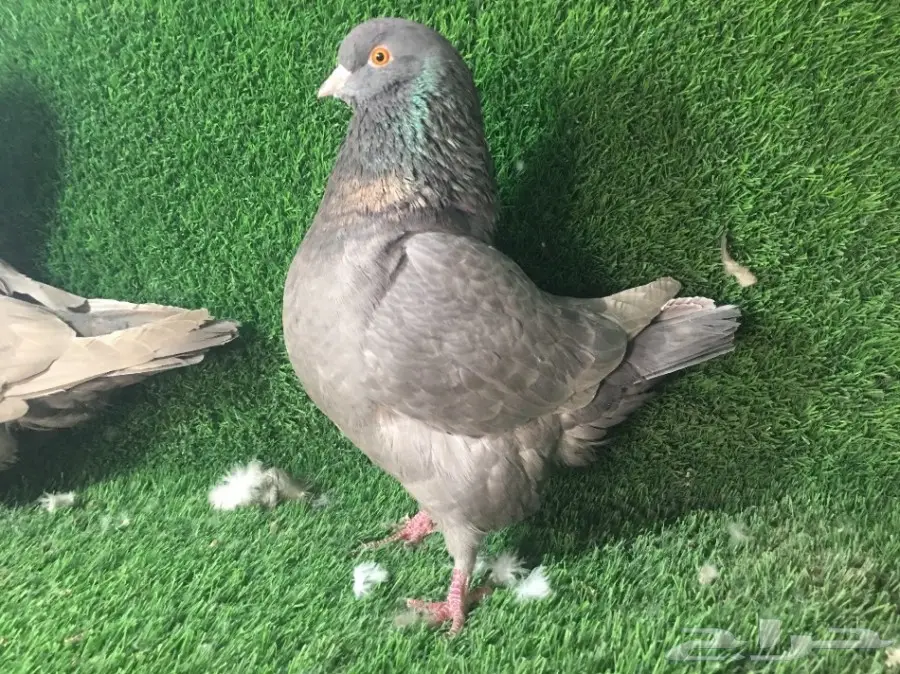 جوز كنق جامبو - القصيم الخبراء (image 3)