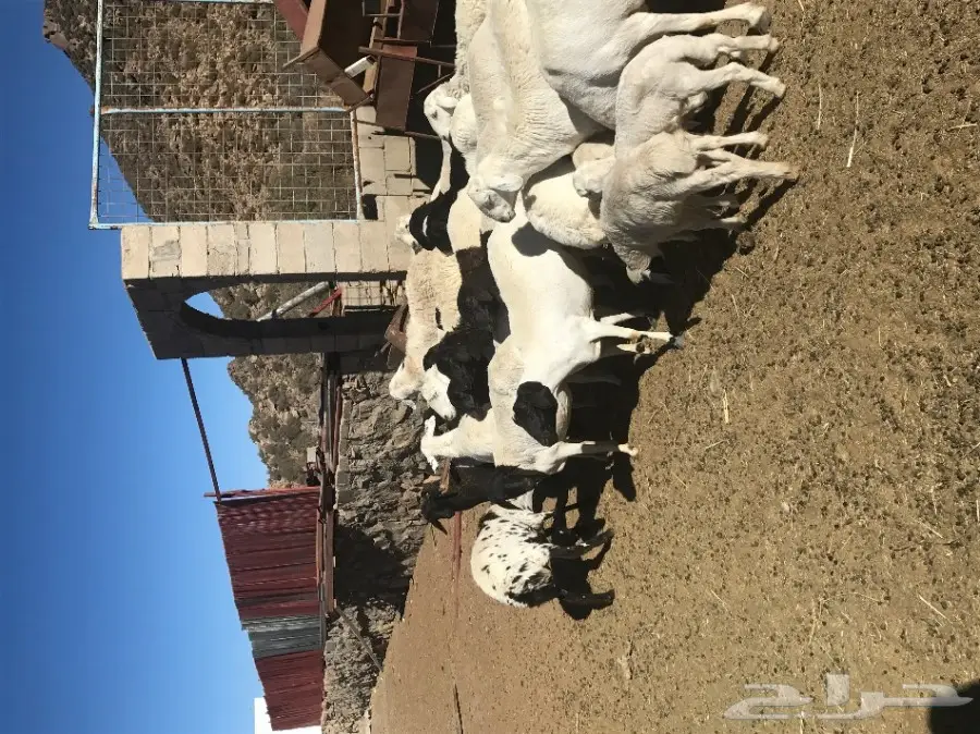 غنم برابر  (image 1)