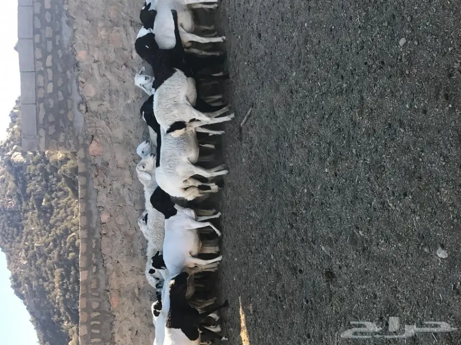 غنم برابر  (image 4)