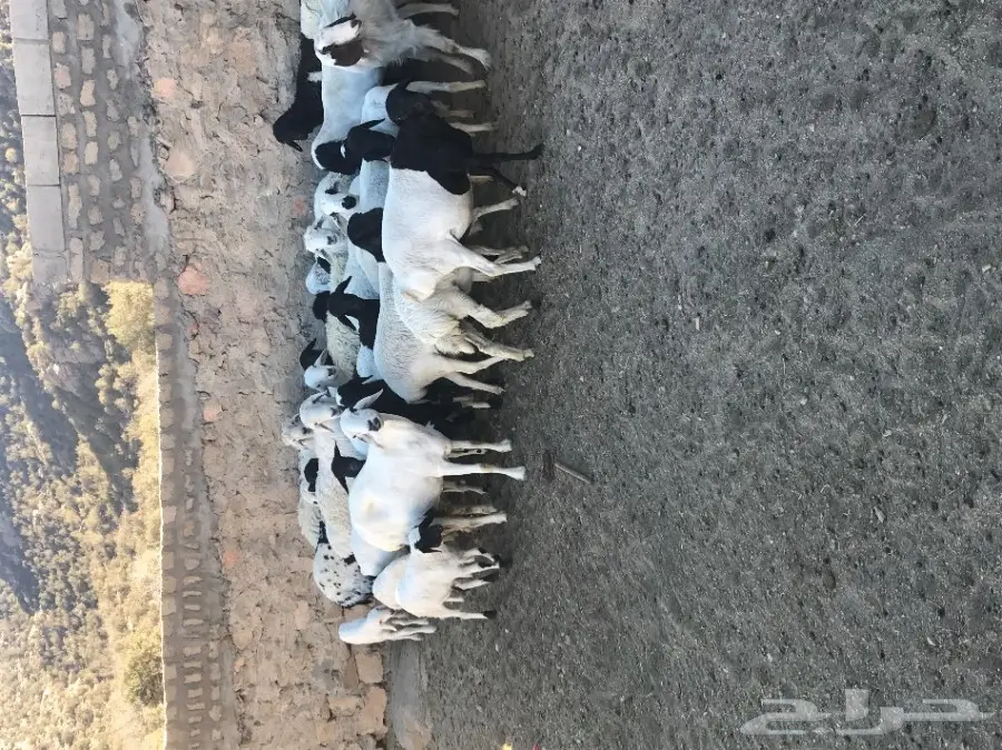 غنم برابر  (image 5)