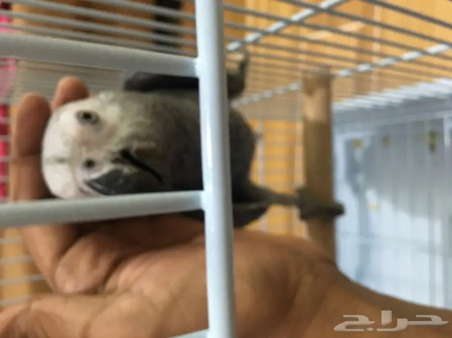 فرخ كاسكو طفره خفيفه 