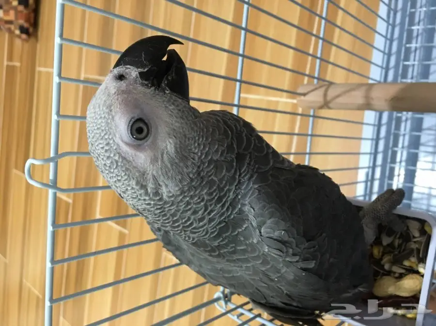 فرخ كاسكو طفره خفيفه  (image 3)