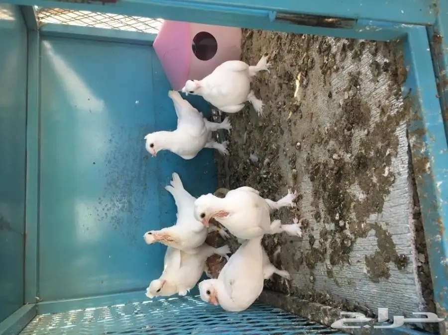 للبيع زوج روماني انقليزي مع طباته4