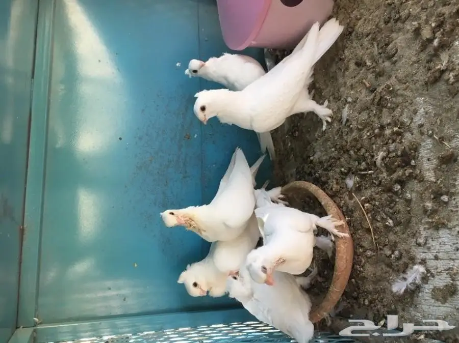 للبيع زوج روماني انقليزي مع طباته4 (image 4)