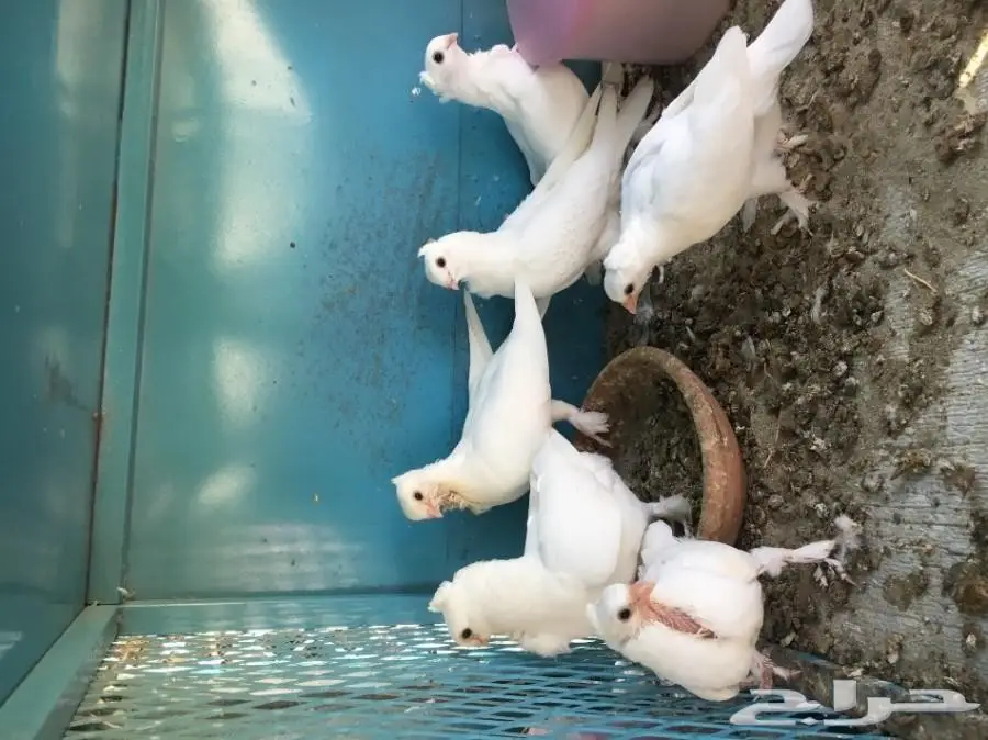 للبيع زوج روماني انقليزي مع طباته4 (image 5)