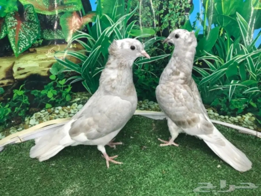 طبات باكستاني وزاجل (image 1)