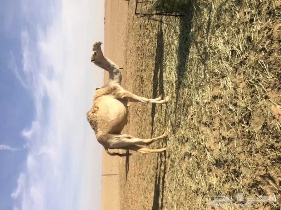 للبيع لقحه على بعير الوعيلي