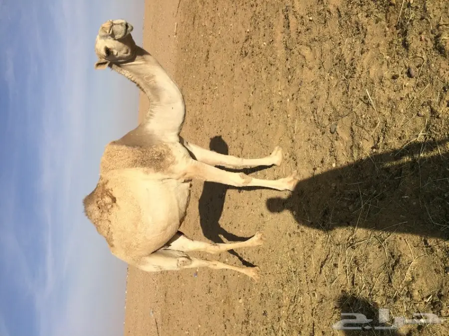 للبيع لقحه على بعير الوعيلي (image 1)