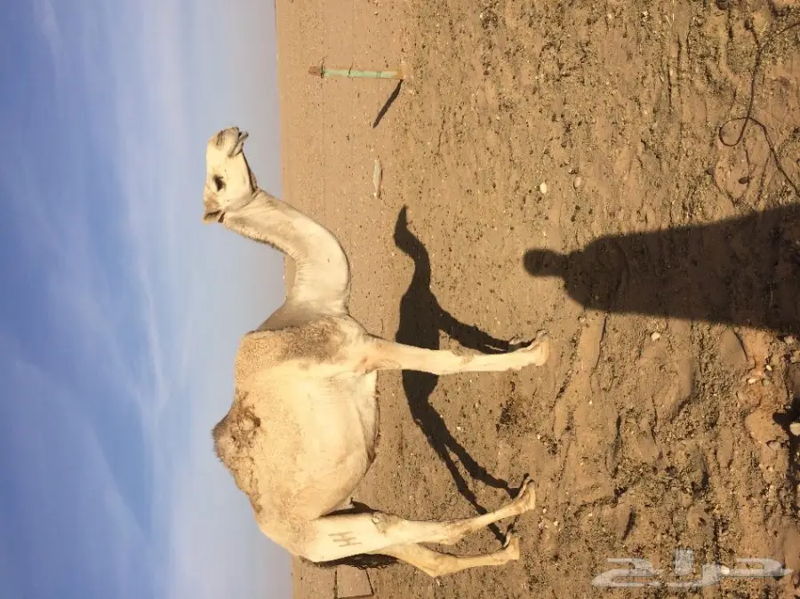 للبيع لقحه على بعير الوعيلي (image 2)