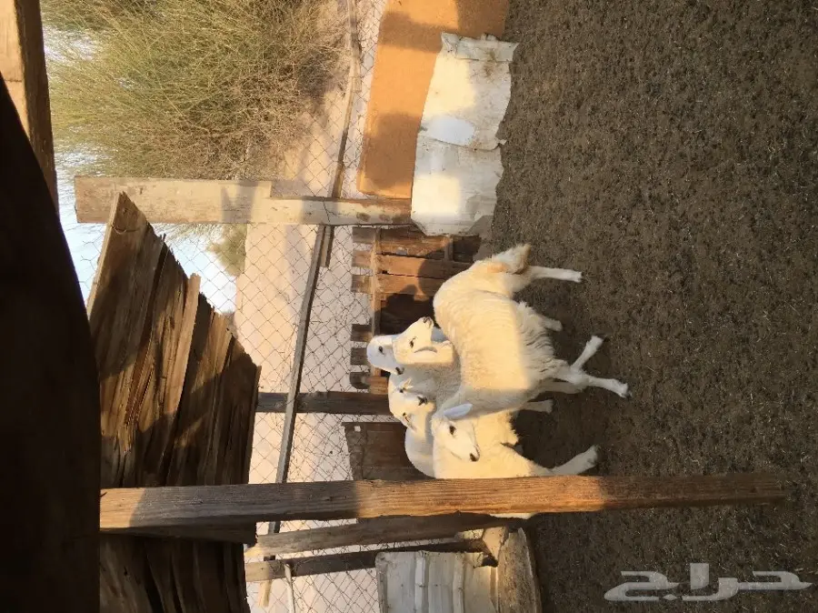 طليان حرية  (image 2)