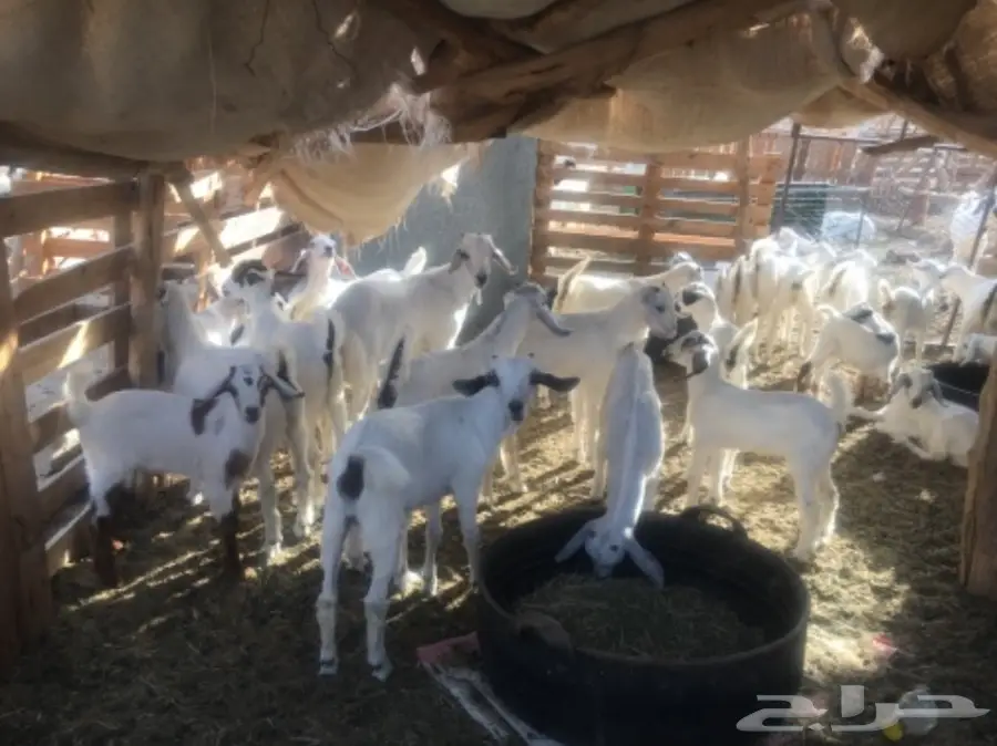 ملعز 60 تحتها 40