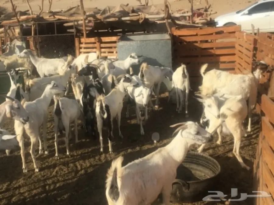 ملعز 60 تحتها 40 (image 1)