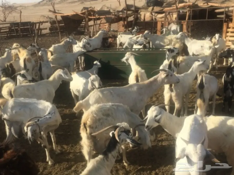 ملعز 60 تحتها 40 (image 2)