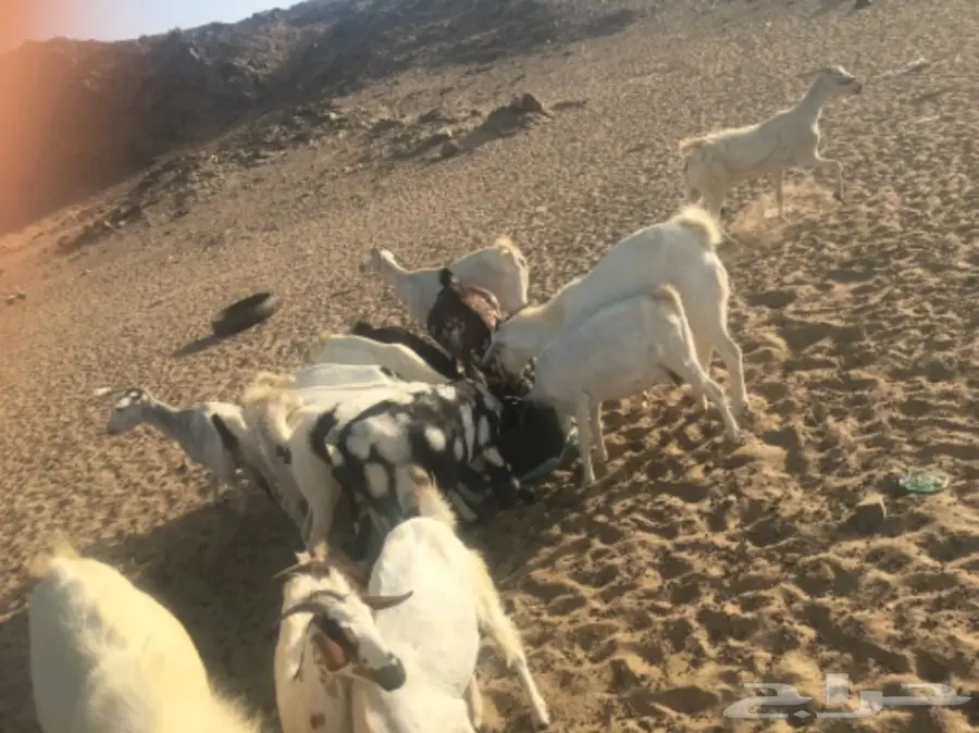 ملعز 60 تحتها 40 (image 3)