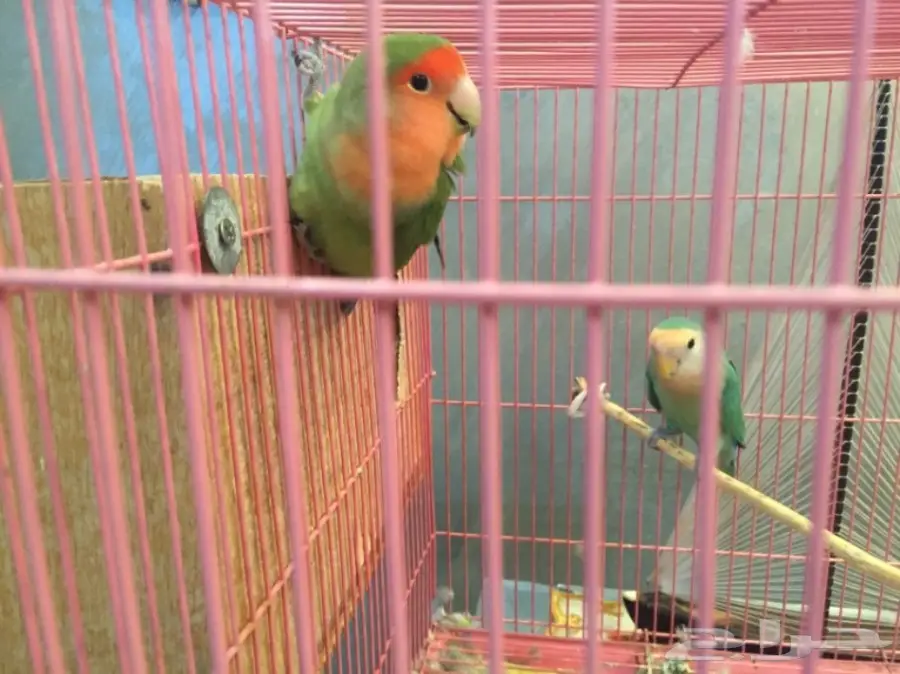 جوز روز  (image 1)