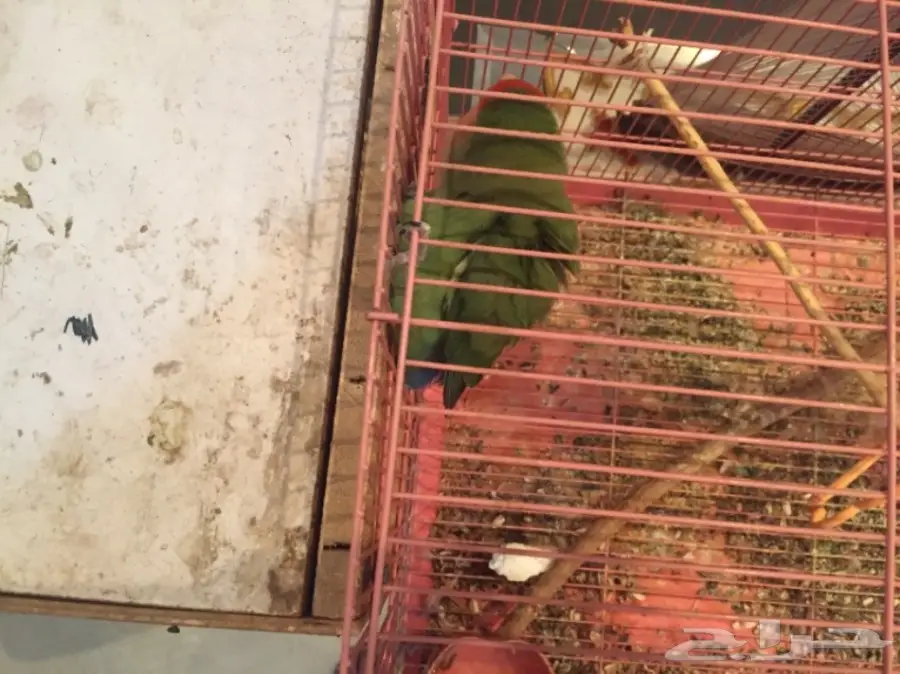 جوز روز  (image 2)