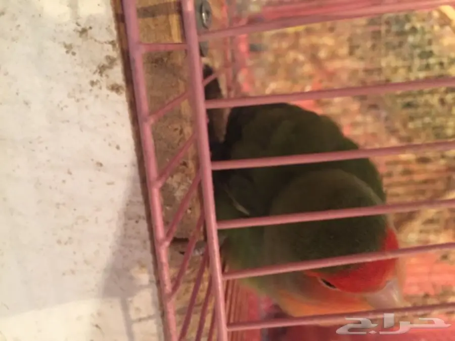 جوز روز  (image 3)