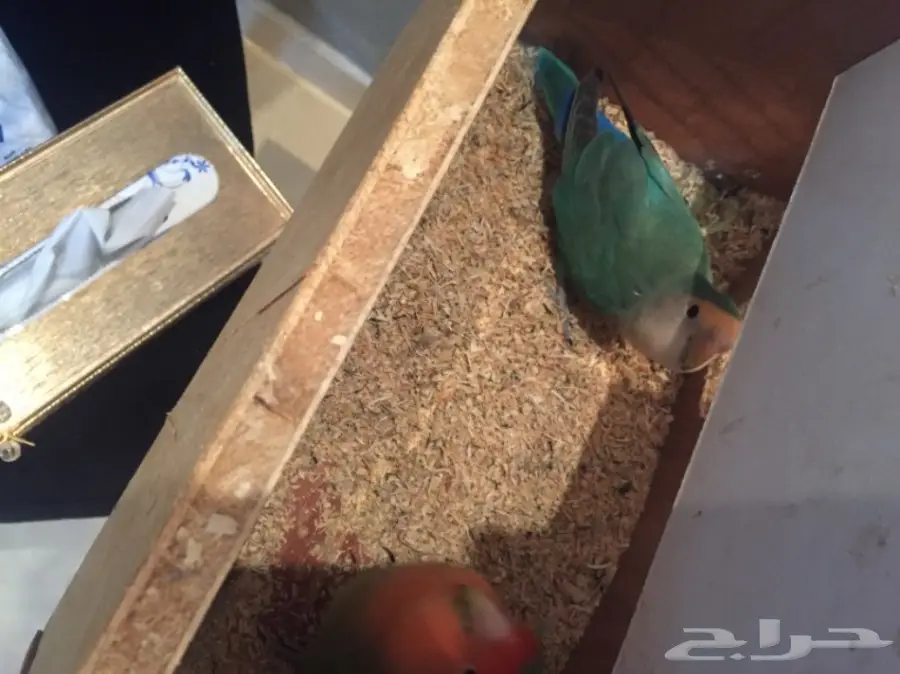 جوز روز  (image 4)