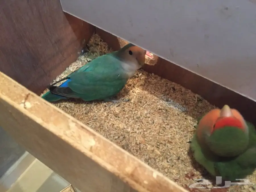 جوز روز  (image 5)