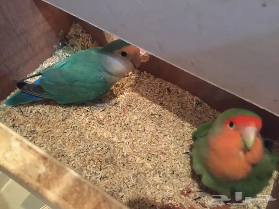 جوز روز  (image 6)