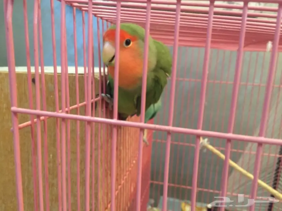 جوز روز  (image 7)