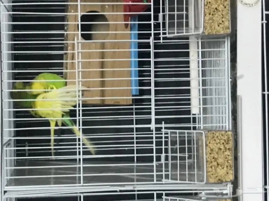 للبيع بادجي استرالي منتج وجاهز شاهد التلقيح 