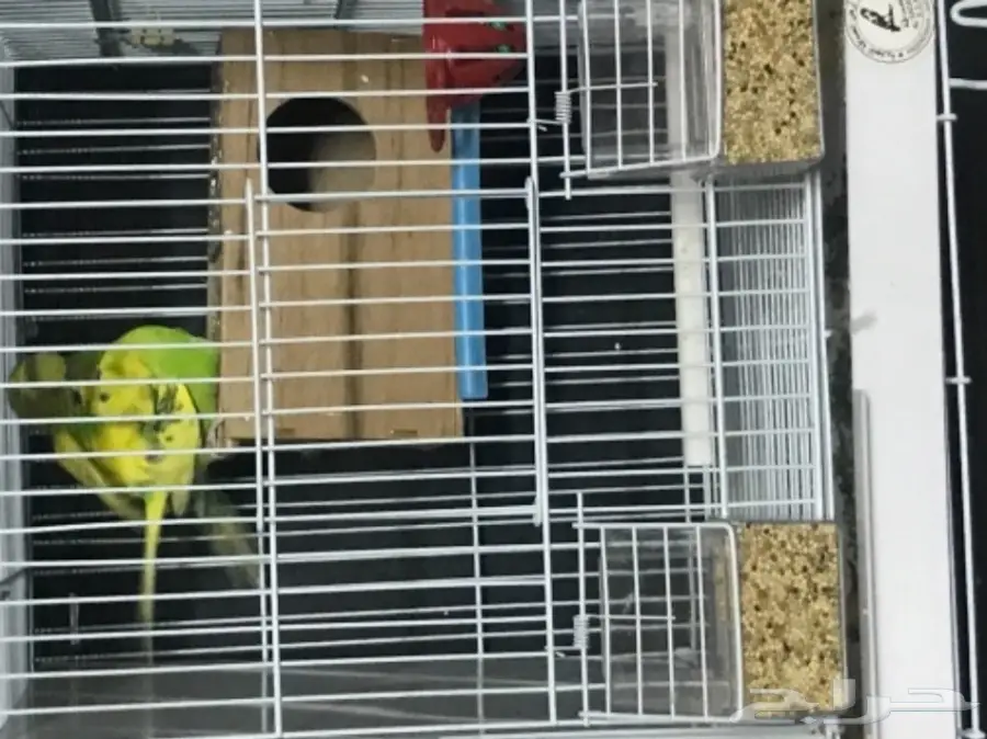 للبيع بادجي استرالي منتج وجاهز شاهد التلقيح  (image 1)