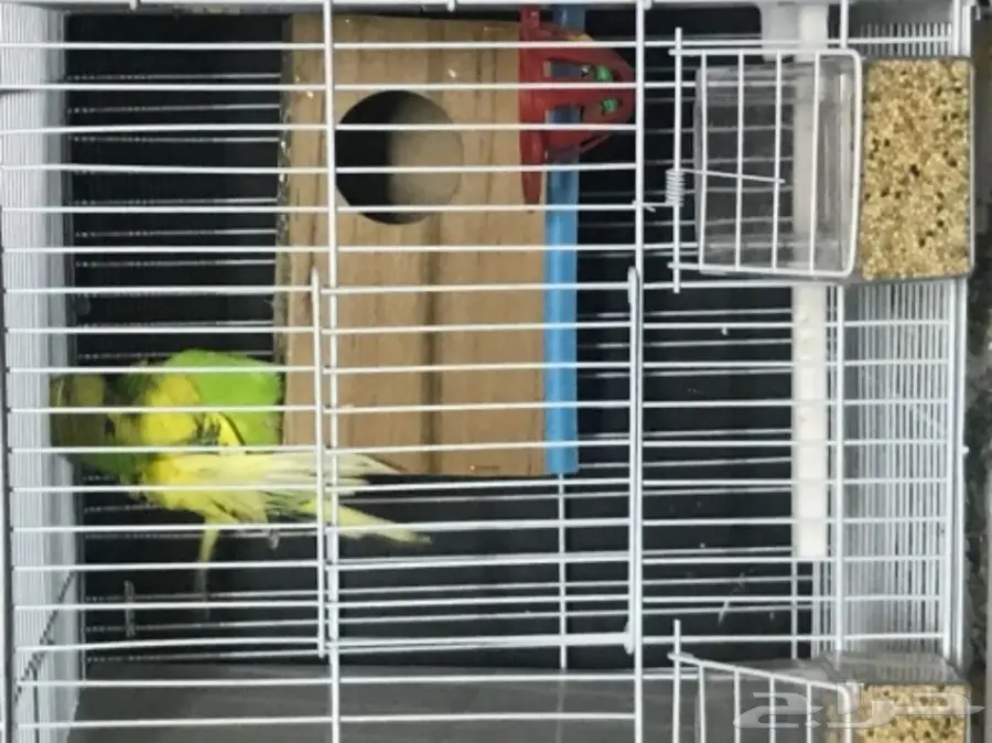 للبيع بادجي استرالي منتج وجاهز شاهد التلقيح  (image 2)