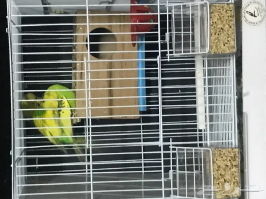 للبيع بادجي استرالي منتج وجاهز شاهد التلقيح  (image 3)