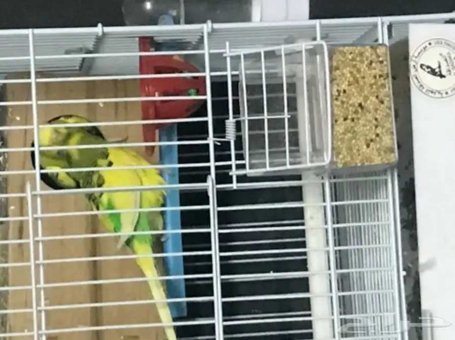 للبيع بادجي استرالي منتج وجاهز شاهد التلقيح  (image 4)