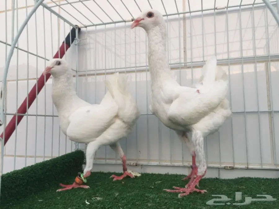 جوز مالتيز TOP